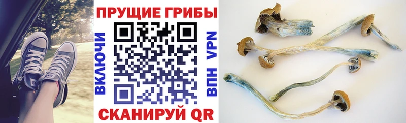 ссылка на мегу как войти  darknet официальный сайт  Псилоцибиновые грибы Psilocybe  Бавлы 
